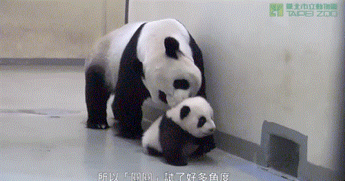 panda-bears-free-animated-gameznet 05.gif